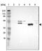 Paraoxonase 1 antibody, NBP1-84791, Novus Biologicals, Western Blot image 