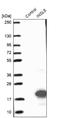 Insulin Like 5 antibody, NBP1-86343, Novus Biologicals, Western Blot image 