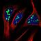 Ribosomal RNA Processing 15 Homolog antibody, NBP1-84522, Novus Biologicals, Immunofluorescence image 