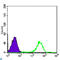 Protein Tyrosine Kinase 2 antibody, LS-C812595, Lifespan Biosciences, Western Blot image 
