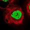 PDS5 Cohesin Associated Factor B antibody, NBP1-90121, Novus Biologicals, Immunofluorescence image 
