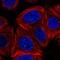 Negative Elongation Factor Complex Member C/D antibody, NBP2-55741, Novus Biologicals, Immunofluorescence image 