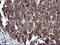 Tubulin Beta 1 Class VI antibody, LS-B15615, Lifespan Biosciences, Immunohistochemistry frozen image 