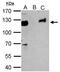 Tripartite Motif Containing 28 antibody, PA5-27648, Invitrogen Antibodies, Immunoprecipitation image 