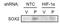 SRY-Box 2 antibody, NB110-37235, Novus Biologicals, Western Blot image 