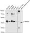 Ras Related GTP Binding D antibody, GTX66595, GeneTex, Western Blot image 