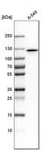 Myosin IE antibody, HPA023886, Atlas Antibodies, Western Blot image 