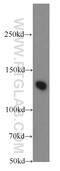 Transcriptional Repressor GATA Binding 1 antibody, 20003-1-AP, Proteintech Group, Western Blot image 