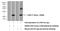 Lipocalin 8 antibody, 26043-1-AP, Proteintech Group, Western Blot image 