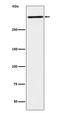 Reelin antibody, M02113, Boster Biological Technology, Western Blot image 