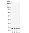 Cystatin B antibody, R31878, NSJ Bioreagents, Western Blot image 