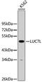 LUC7 Like antibody, 23-821, ProSci, Western Blot image 