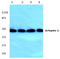 ADP Ribosylation Factor Interacting Protein 1 antibody, AP01383PU-N, Origene, Western Blot image 