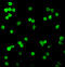 Serine/Threonine Kinase 17a antibody, 2147, QED Bioscience, Immunofluorescence image 