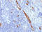 Von Willebrand Factor antibody, AM50187PU-S, Origene, Immunohistochemistry paraffin image 