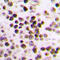 Cullin 3 antibody, LS-C353047, Lifespan Biosciences, Immunohistochemistry frozen image 