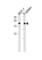 CCHC-Type Zinc Finger Nucleic Acid Binding Protein antibody, abx031491, Abbexa, Western Blot image 