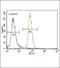 RUNX Family Transcription Factor 2 antibody, PA5-14816, Invitrogen Antibodies, Flow Cytometry image 