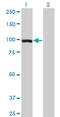 Elongin A antibody, LS-C198311, Lifespan Biosciences, Western Blot image 