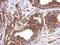 Tektin 5 antibody, PA5-32004, Invitrogen Antibodies, Immunohistochemistry frozen image 