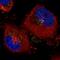VPS26, Retromer Complex Component A antibody, NBP2-36754, Novus Biologicals, Immunocytochemistry image 