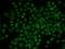 RAD54 Like 2 antibody, LS-C748629, Lifespan Biosciences, Immunofluorescence image 