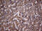 Potassium Channel Tetramerization Domain Containing 9 antibody, TA807667, Origene, Immunohistochemistry paraffin image 