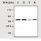 Protein Tyrosine Phosphatase Non-Receptor Type 11 antibody, TA300534, Origene, Western Blot image 