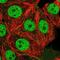 Upstream Transcription Factor 1 antibody, NBP2-55392, Novus Biologicals, Immunofluorescence image 