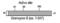 Granzyme B antibody, XA-1005, ProSci, Western Blot image 