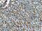 CD44 antibody, 60224-1-Ig, Proteintech Group, Immunohistochemistry frozen image 