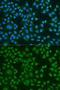 ELAV Like RNA Binding Protein 2 antibody, GTX32583, GeneTex, Immunocytochemistry image 