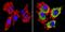 Sterol Regulatory Element Binding Transcription Factor 1 antibody, GTX79299, GeneTex, Immunofluorescence image 