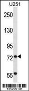 Tripartite Motif Containing 2 antibody, 58-073, ProSci, Western Blot image 
