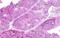 G Protein-Coupled Receptor 19 antibody, GTX12546, GeneTex, Immunohistochemistry paraffin image 