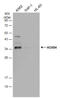 Homeobox B4 antibody, GTX134055, GeneTex, Western Blot image 