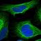 TRNA Methyltransferase Subunit 11-2 antibody, NBP1-92009, Novus Biologicals, Immunofluorescence image 