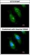 Survival Of Motor Neuron 2, Centromeric antibody, GTX101047, GeneTex, Immunofluorescence image 