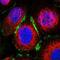 Engulfment And Cell Motility 3 antibody, PA5-54423, Invitrogen Antibodies, Immunofluorescence image 