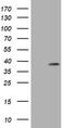 PCNA antibody, TA800921, Origene, Western Blot image 