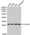 PYD And CARD Domain Containing antibody, LS-B13588, Lifespan Biosciences, Western Blot image 