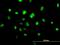 Transducer Of ERBB2, 1 antibody, H00010140-B01P, Novus Biologicals, Immunocytochemistry image 