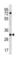 Major Histocompatibility Complex, Class II, DO Alpha antibody, abx034678, Abbexa, Western Blot image 