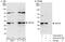 Survival Motor Neuron Domain Containing 1 antibody, A302-836A, Bethyl Labs, Immunoprecipitation image 