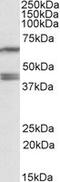 Paraoxonase 2 antibody, LS-B8315, Lifespan Biosciences, Western Blot image 