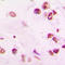 Vitamin D Receptor antibody, LS-C352989, Lifespan Biosciences, Immunohistochemistry frozen image 