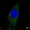 RAB11A, Member RAS Oncogene Family antibody, NBP2-49320, Novus Biologicals, Immunofluorescence image 