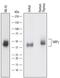 Signal Regulatory Protein Gamma antibody, PA5-47627, Invitrogen Antibodies, Western Blot image 