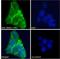 PATJ Crumbs Cell Polarity Complex Component antibody, LS-B7336, Lifespan Biosciences, Immunofluorescence image 