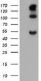 Carbonic Anhydrase 12 antibody, TA505570S, Origene, Western Blot image 